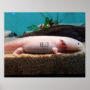 Zoek naar axolotl kunst Roze