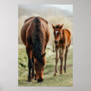 Recherche de poulain jument posters Colt