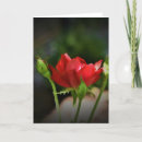 Recherche de rosebud vœux cartes Jardin