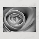 Recherche de rose blanc noir cartes postales Flore