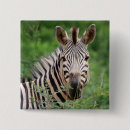 Recherche de animaux africains badges Zèbre