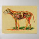 Recherche de anatomie chien art Os