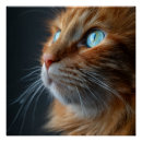 Recherche de chat gingembre posters Félin
