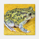 Recherche de crapaud magnets Faune