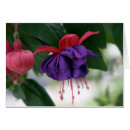 Recherche de fuschia cartes postales Fleurs