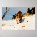 Recherche de animal puma posters Mammifère