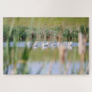 Recherche de pelican puzzles Oiseau