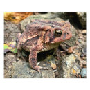 Recherche de photo de grenouille art Crapaud