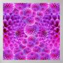 Recherche de fleur de dahlia posters Dahlias
