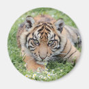 Recherche de tiger magnets Animaux