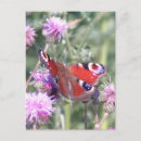 Zoek naar distel briefkaarten Fotografie