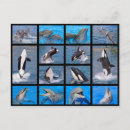 Recherche de orques cartes postales Dauphin