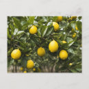 Recherche de jaune citron cartes postales Citronnier