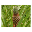 Recherche de fruit exotique s posters Tropical