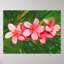 Zoek naar loodgieter posters Plumeria
