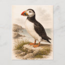 Recherche de macareux cartes postales Océan