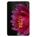 Recherche de fleur lys magnets Floral