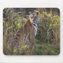 Recherche de tigre du bengale tapis souris Nature