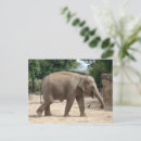 Zoek naar aziatische olifant briefkaarten India
