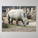 Recherche de rhinocéros blanc posters En voie de disparition
