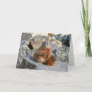 Zoek naar marmot kaarten Natuur