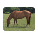 Zoek naar graz magneten Foto