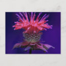 Recherche de baume cartes postales Fleur