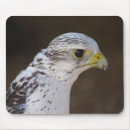 Zoek naar roofdieren muismatten Roofvogel