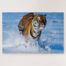 Recherche de tigre bengale puzzles Chats