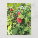 Recherche de rouge toutes vœux cartes Fruit