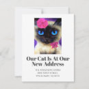 Recherche de chat siamois invitations Nous avons déménagé
