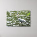 Zoek naar blauwe reiger kunst Fotografie