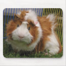 Zoek naar cavia muismatten Cavy