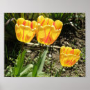 Zoek naar gele tulpen posters Planten