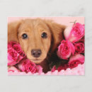 Recherche de teckel cartes postales Mignon