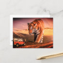 Recherche de rayures de tigre cartes postales Félin