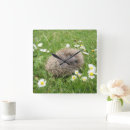 Recherche de hérisson horloges Nature