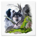Recherche de photo de loup posters Canine