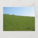 Recherche de moutons cartes postales Animaux