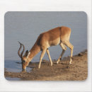 Recherche de antilopes tapis souris Faune