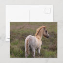 Recherche de forestier cartes postales Nouveau poney forestier
