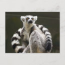 Recherche de lemur cartes postales Sauvage
