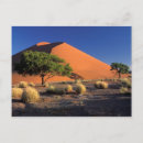 Recherche de namibie cartes postales Arbre