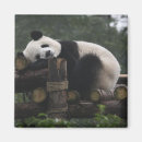 Recherche de chengdu magnets Chine