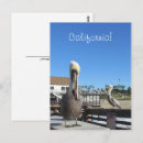 Zoek naar pelikaan briefkaarten Vogels
