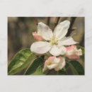 Recherche de blossom cartes postales Photographie de la nature