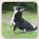 Zoek naar hond poot onderzetters Foto