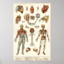 Recherche de diagramme de santé posters Anatomie