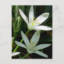 Recherche de bulbe cartes postales Floral