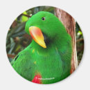 Recherche de perroquet vert magnets Rouge